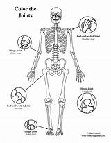 Joints Body Coloring Pages Basic Human Color Anatomy Getcolorings sketch template