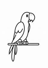Papagei Malvorlage Abbildung Große Herunterladen sketch template