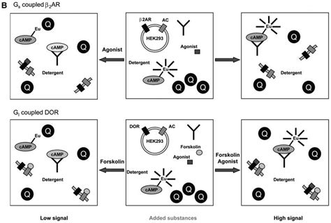 regulation  adenylyl cyclase activity       coupled  scientific diagram