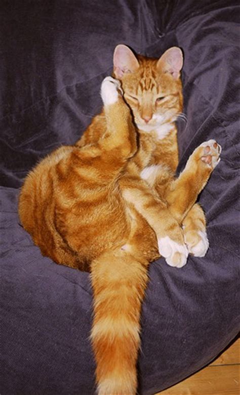 cats doing yoga your best pictures life and style