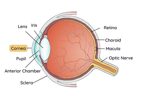 corneal diseases fry eye associates