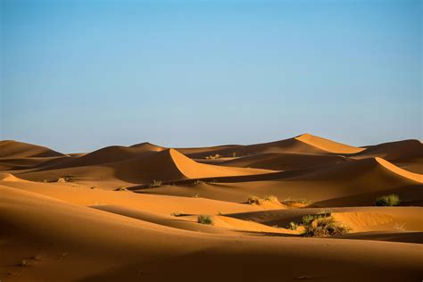 desert field  stock photo