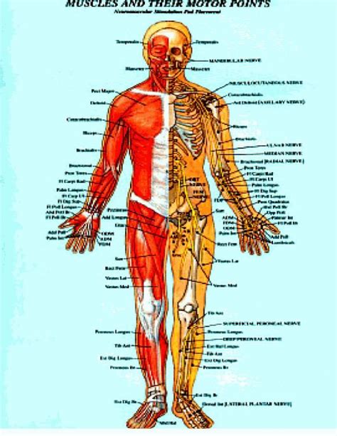 martial arts pressure points chart references entimes