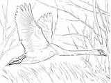 Swan Coloring Mute Flight Tundra Printable Categories Designlooter sketch template