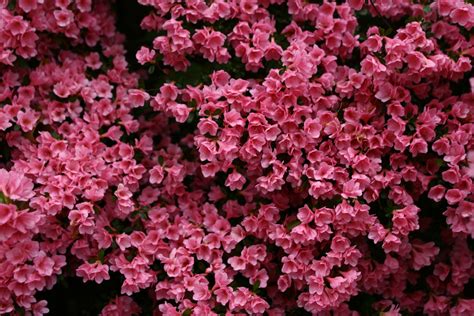 beautiful pink spring flowers flowers  nature pictures