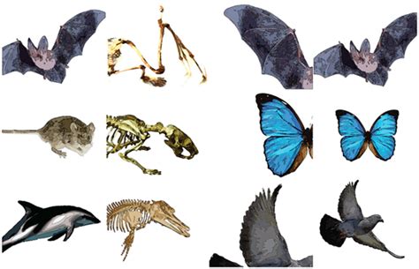 Convergent Evolution Dragonflyissuesinevolution13 Wiki Fandom