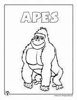 Ape Coloring Apes Pages Template sketch template