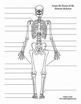 Skeleton Labeling sketch template