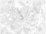 Coloring Pages Adult 11x17 Print Colouring sketch template