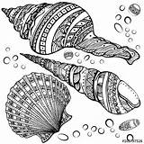 Mandala Coloring Seashell Zentangle Drawing Pages Shell Sea Seashells Shells Drawings Colouring Patterns Visit Choose Board Pretty Designs sketch template