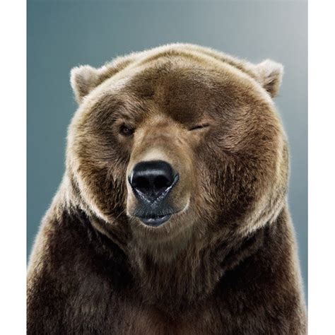 bear portraits by jill greenberg