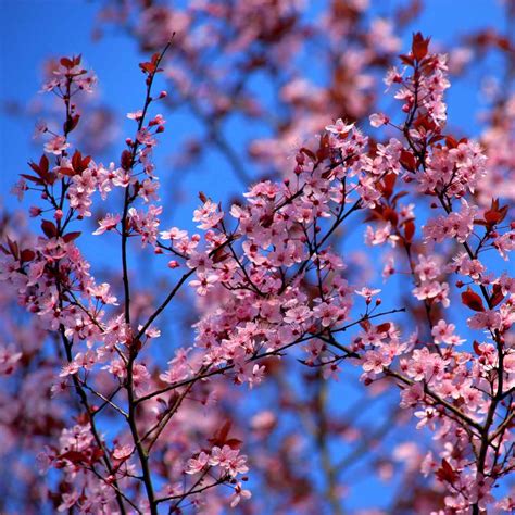 ornamental apple tree pruning  care  crab apple varieties