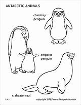 Animals Antarctic Polar sketch template