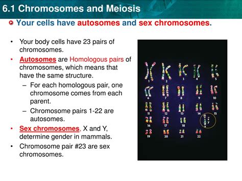 ppt key concept gametes sex cells have half the number of