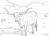 Longhorn Boi Cow Chifre Kuh Vache Supercoloring Cattle Vaca Texanische Animados Atividades Cows Frais Veau Taureau Tudodesenhos Kategorien sketch template
