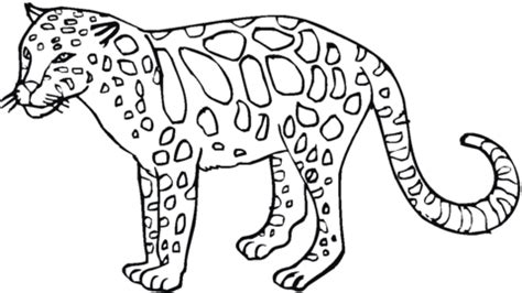 leopard  coloring page  printable coloring pages