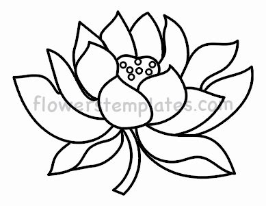 beautiful lotus template flowers templates