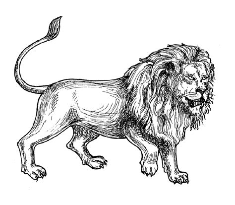 africa lion africa adult coloring pages