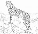 Cheetah Zoo Colouring Uniquecoloringpages Drawing sketch template