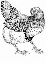 Hen Coloring Detailed Window Different Open Will sketch template