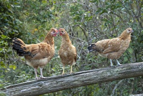 chickens resting   log stock image image  nature coop