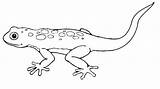 Lizard Gecko Ausmalbilder Reptiles Eidechse Malvorlagen Lagarto Eidechsen Ausdrucken Cool2bkids sketch template