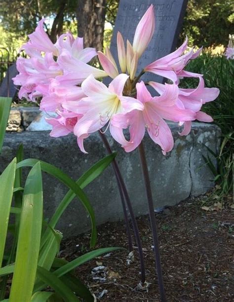 8 amaryllis belladonna pink naked ladies surprise lily 8 bulbs