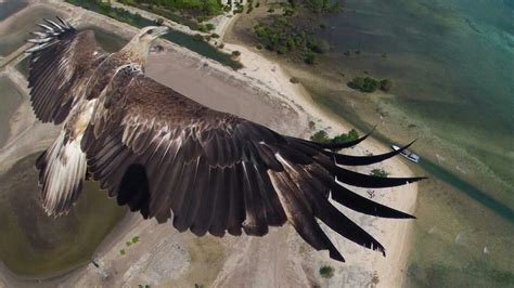 eagle soaring photography competitions photography contests photography awards amazing