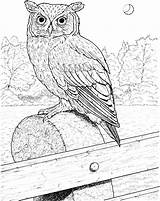 Owl Coloring Pages Horned Great Printable Realistic Color Drawing Birds Colouring Owls Bird Eared Patterns Barn Supercoloring Embroidery Long Drawings sketch template