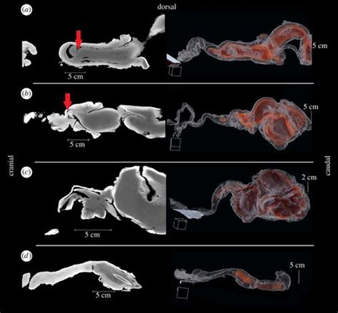 Genital Interactions During Simulated Copulation Among Marine Mammals