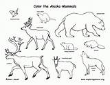 Mammal sketch template