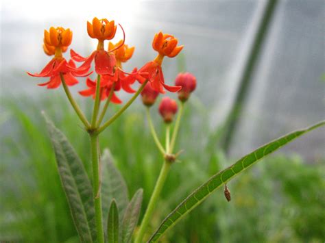 blood flower organic medicinal  plants  sale crimson sage nursery