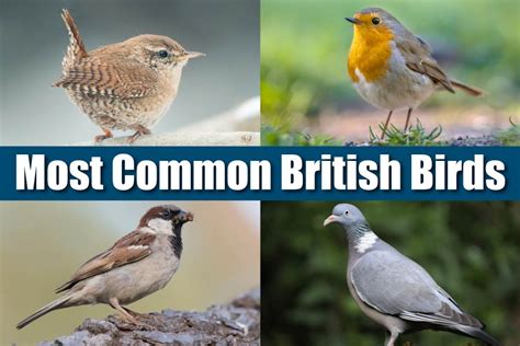 common british birds list pictures info id tips