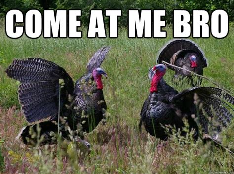 come at me bro intimidating turkey quickmeme