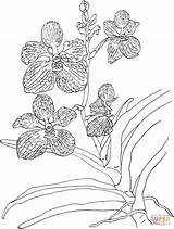 Orchid Coloring Vanda Pages Orchids Coerulea Blue Printable Drawing Flower Color Flowers Clipart Popular Supercoloring Animals Choose Board Adult sketch template