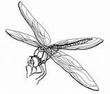 Dragonfly Drawings sketch template
