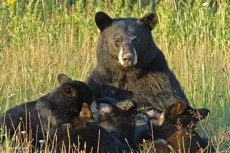 mother bear   cubs wise  bears