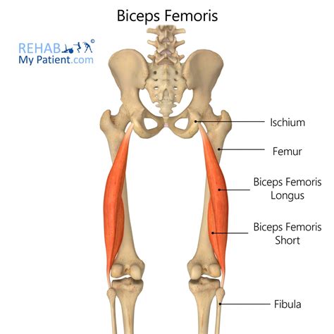 biceps femoris rehab  patient