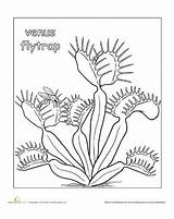 Venus Flytrap Coloring Color Fly Trap Plants Worksheet Plant Pages Carnivorous Worksheets Parts Education Eating Colouring System Traps sketch template