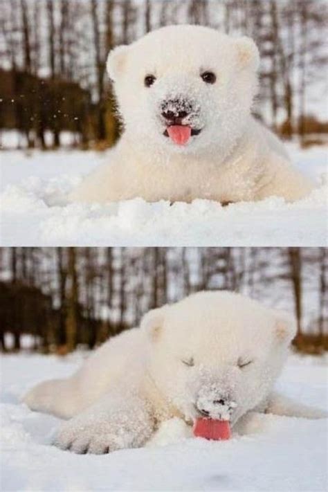 cute baby polar bear animals ze polar bear pinterest