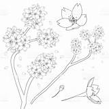 Blossom Coloring Prunus Cherry Designlooter 36kb 1024px 1024 sketch template