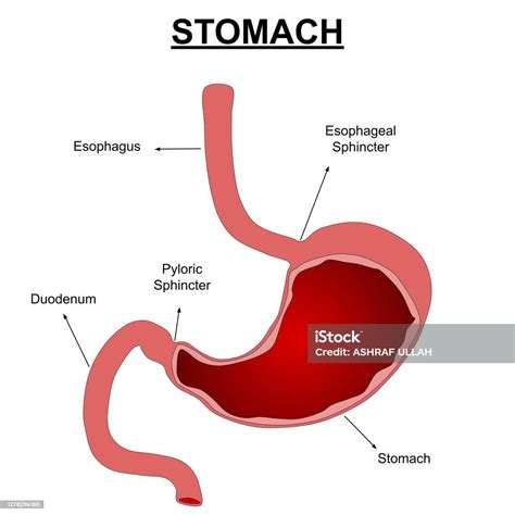 human stomach anatomy vector illustration with labels stock