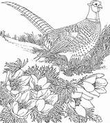 Coloring Pheasant Getcolorings Pheasants sketch template