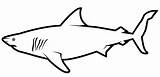 Squalo Colorare Shark Disegni Coloring Bianco Clementine Gonzales sketch template