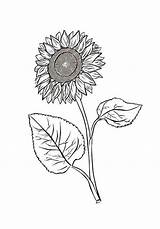 Sunflower Colornimbus sketch template