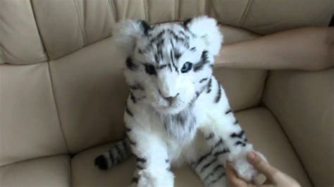 alive white tiger youtube