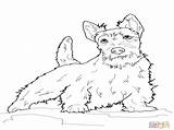 Coloring Terrier Scottish Pages Highland West Getcolorings Getdrawings Col Color Printable Colorings sketch template