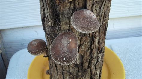 grow shiitake mushrooms  logs youtube