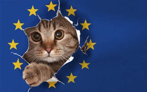 cat called brexit  steeple times
