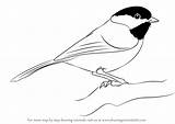 Chickadee Capped Draw Drawing Step Birds Bird Drawings Drawingtutorials101 Clipart Tutorials Sketch Pencil Tattoo Animals Choose Board sketch template